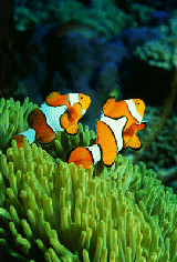 clwnfish.gif (32179 bytes)