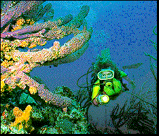 diver.gif (33268 bytes)